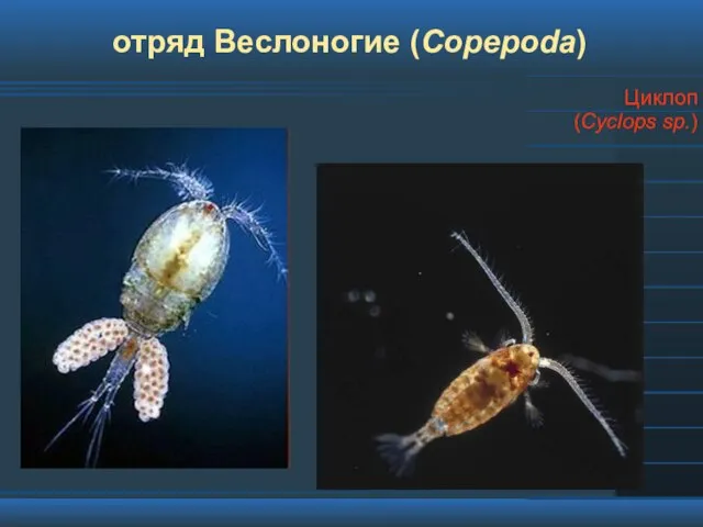 отряд Веслоногие (Copepoda) Циклоп (Cyclops sp.)