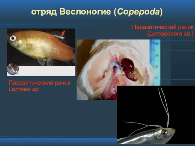 отряд Веслоногие (Copepoda) Паразитический рачок (Lernaeocera sp.) Паразитический рачок Lernaea sp.