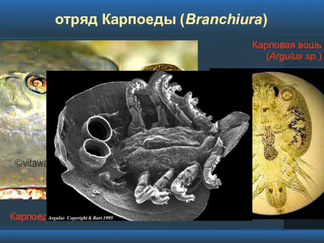 отряд Карпоеды (Branchiura) Карповая вошь (Argulus sp.) Карпоед на скате