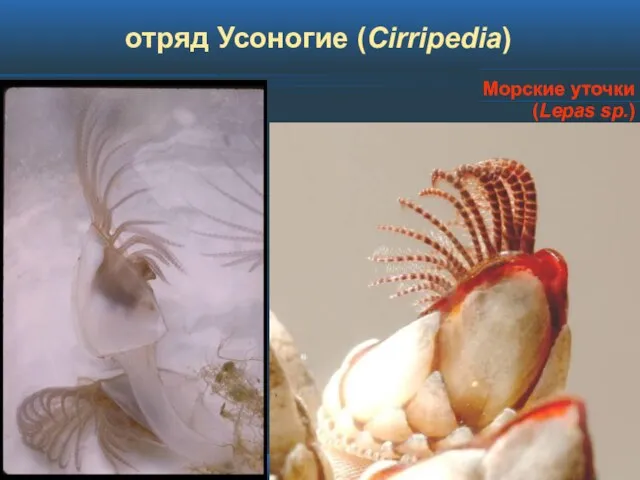 отряд Усоногие (Cirripedia) Морские уточки (Lepas sp.)