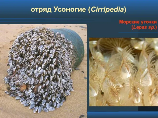 отряд Усоногие (Cirripedia) Морские уточки (Lepas sp.)