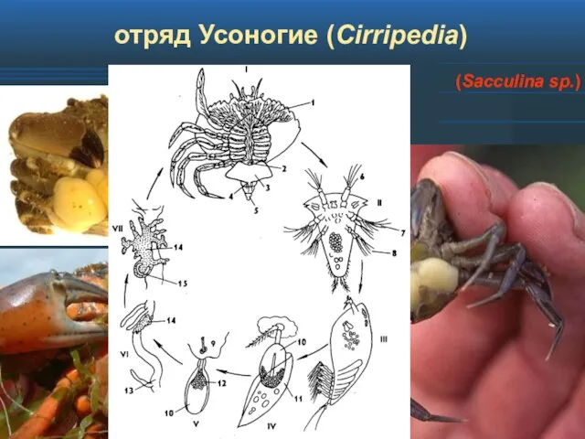 отряд Усоногие (Cirripedia) (Sacculina sp.)