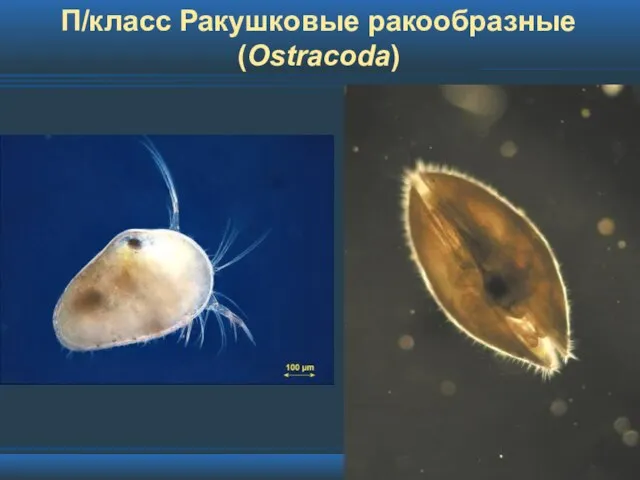 П/класс Ракушковые ракообразные (Ostracoda)