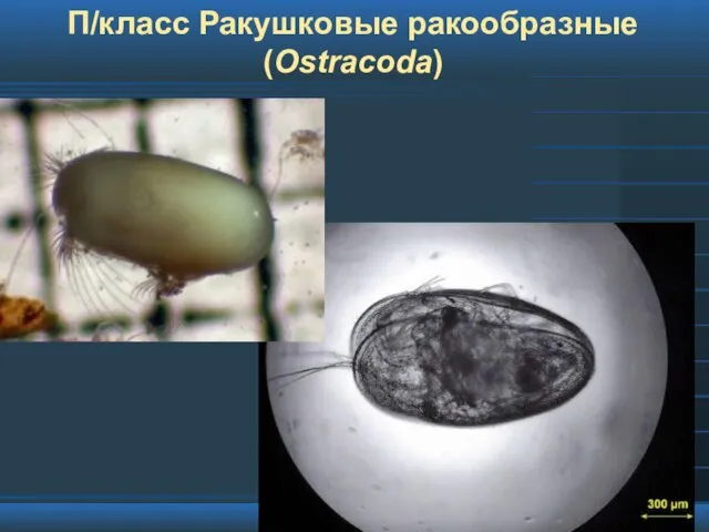 П/класс Ракушковые ракообразные (Ostracoda)