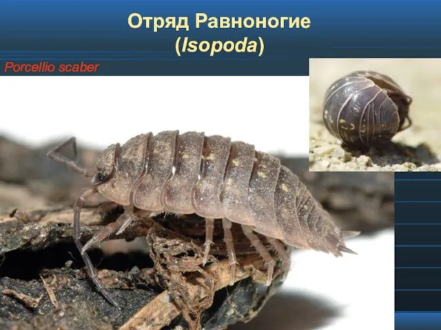 Отряд Равноногие (Isopoda)