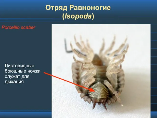 Отряд Равноногие (Isopoda) Porcellio scaber