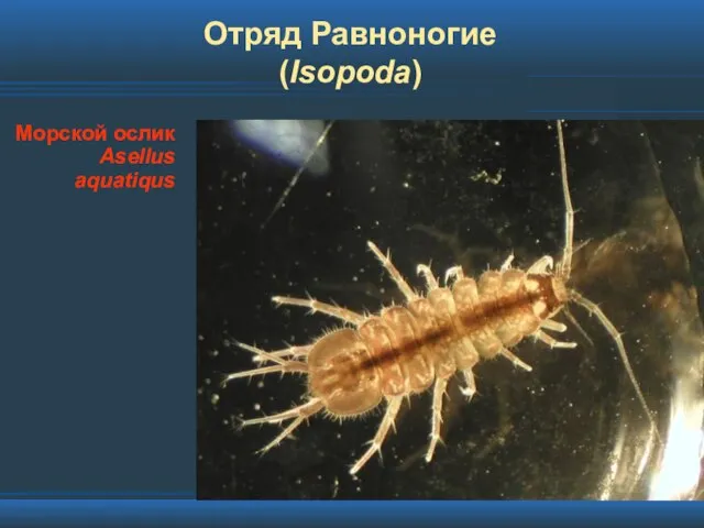 Отряд Равноногие (Isopoda) Морской ослик Asellus aquatiqus