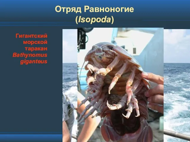 Отряд Равноногие (Isopoda) Гигантский морской таракан Bathynomus giganteus