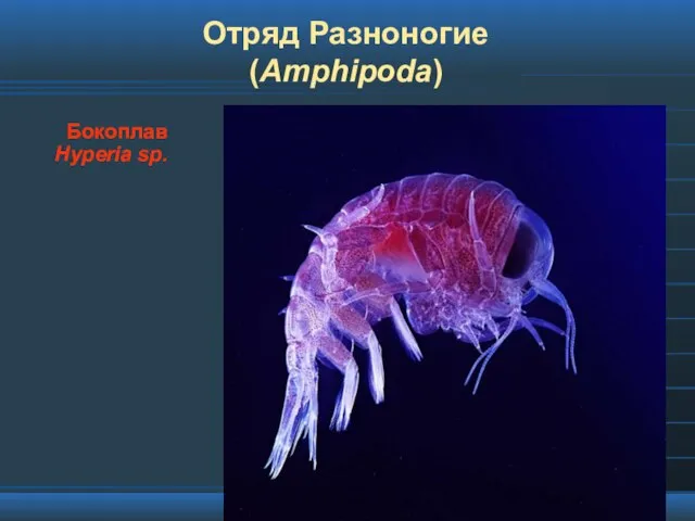 Отряд Разноногие (Amphipoda) Бокоплав Hyperia sp.