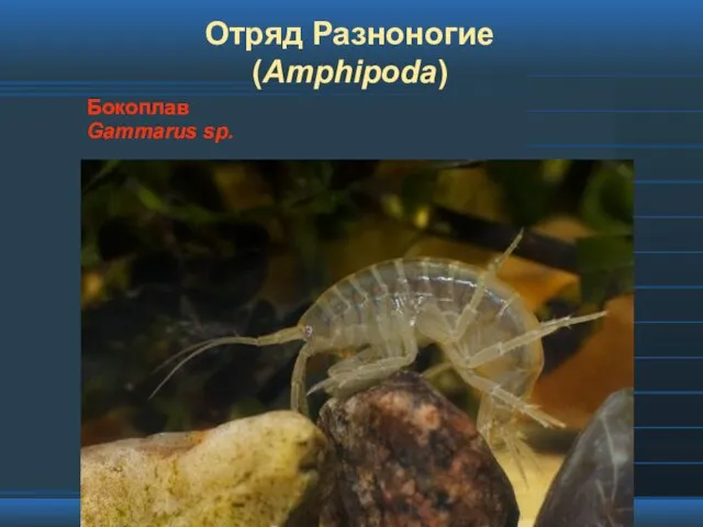 Отряд Разноногие (Amphipoda) Бокоплав Gammarus sp.