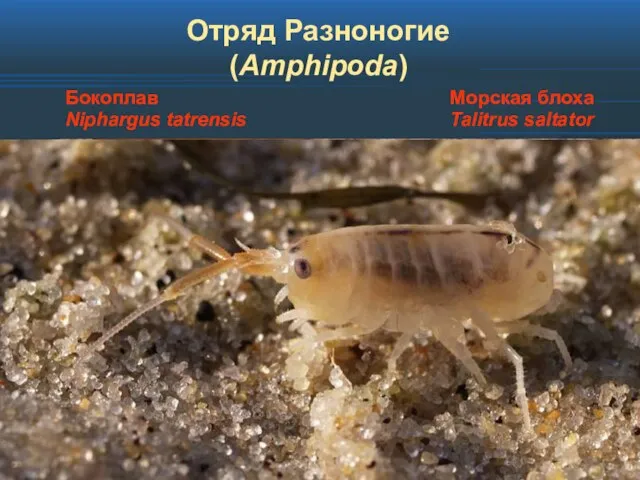 Отряд Разноногие (Amphipoda) Бокоплав Niphargus tatrensis Морская блоха Talitrus saltator