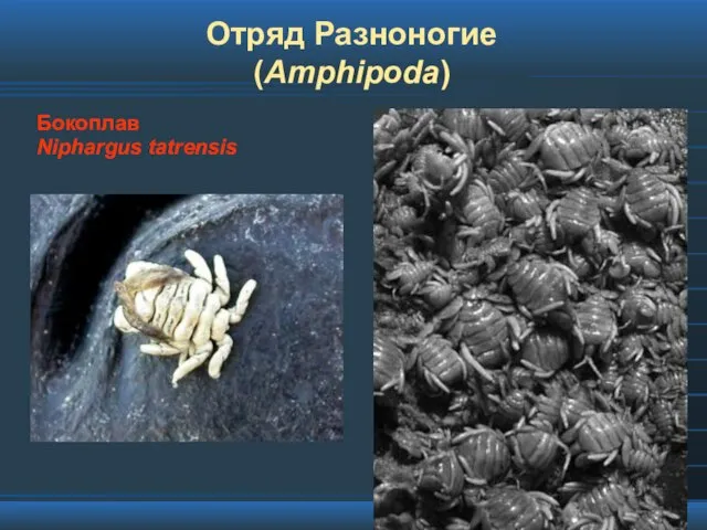 Отряд Разноногие (Amphipoda) Бокоплав Niphargus tatrensis