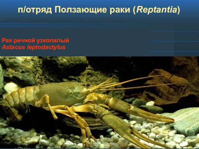 п/отряд Ползающие раки (Reptantia) Рак речной узкопалый Astacus leptodactylus