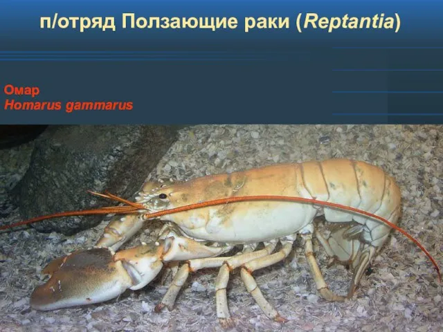 п/отряд Ползающие раки (Reptantia) Омар Homarus gammarus