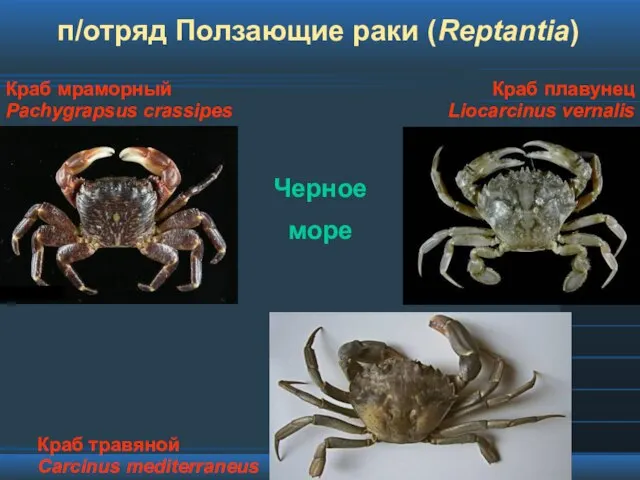 п/отряд Ползающие раки (Reptantia) Черное море