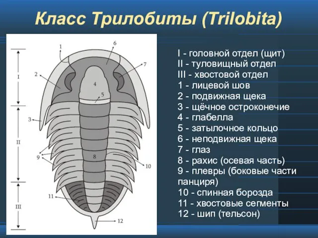 Класс Трилобиты (Trilobita) I - головной отдел (щит) II - туловищный