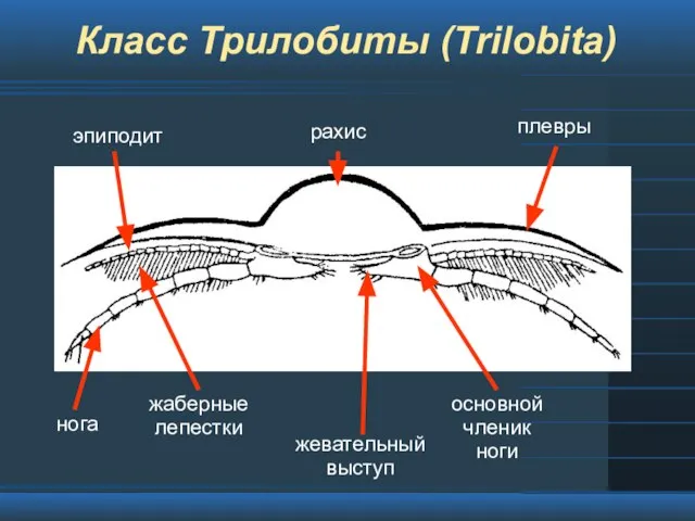 Класс Трилобиты (Trilobita)