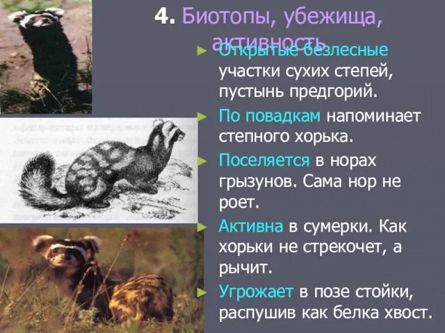 4. Биотопы, убежища, активность Открытые безлесные участки сухих степей, пустынь предгорий.