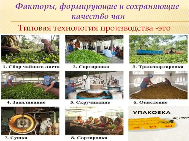 Факторы, формирующие и сохраняющие качество чая Типовая технология производства -это