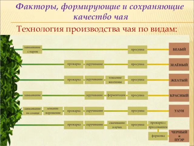 Факторы, формирующие и сохраняющие качество чая Технология производства чая по видам: