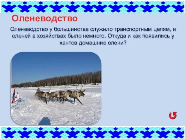 Оленеводство Оленеводство у большинства служило транспортным целям, и оленей в хозяйствах