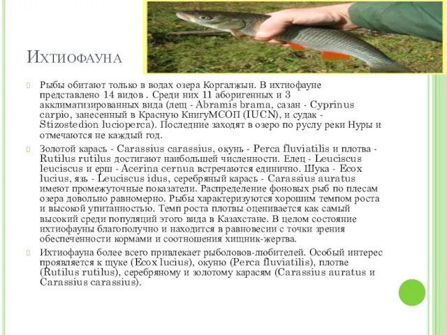 Ихтиофауна Рыбы обитают только в водах озера Коргалжын. В ихтиофауне представлено