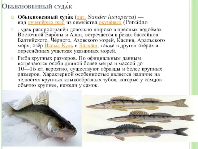 Обыкновенный суда́к Обыкновенный суда́к (лат. Sander lucioperca) — вид лучепёрых рыб