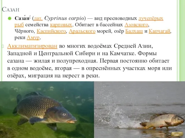 Саза́н[ (лат. Cyprinus carpio) — вид пресноводных лучепёрых рыб семейства карповых.