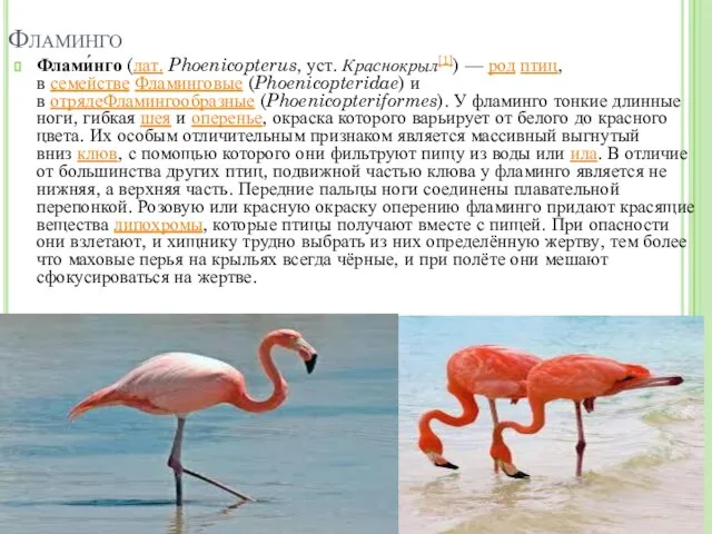 Фламинго Флами́нго (лат. Phoenicopterus, уст. Краснокрыл[1]) — род птиц, в семействе