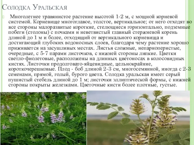 Солодка Уральская Многолетнее травянистое растение высотой 1-2 м, с мощной корневой