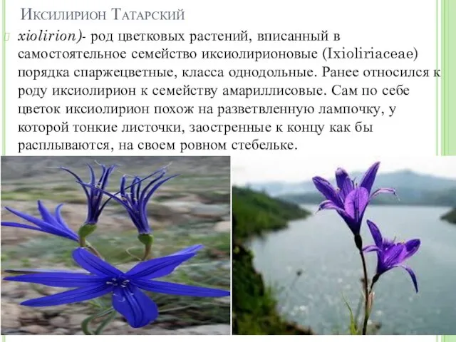 Иксилирион Татарский xiolirion)- род цветковых растений, вписанный в самостоятельное семейство иксиолирионовые
