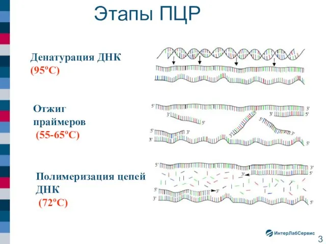 Этапы ПЦР Денатурация ДНК (95оС) Отжиг праймеров (55-65оС) Полимеризация цепей ДНК (72оС)