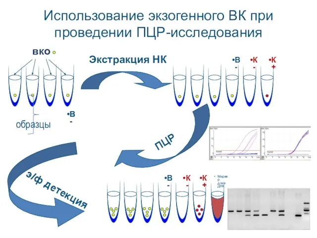 Экстракция НК э/ф детекция вко В- образцы Использование экзогенного ВК при