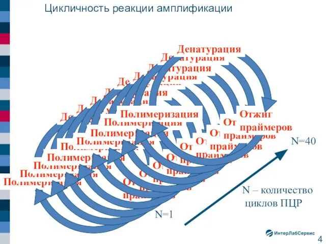 Цикличность реакции амплификации N=1 N=40 N – количество циклов ПЦР