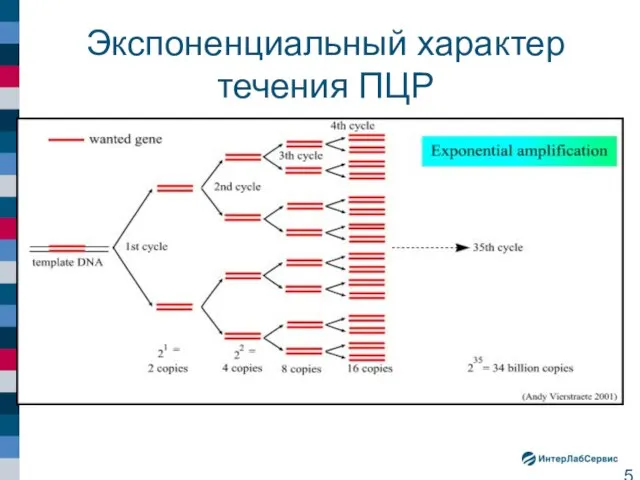 Экспоненциальный характер течения ПЦР