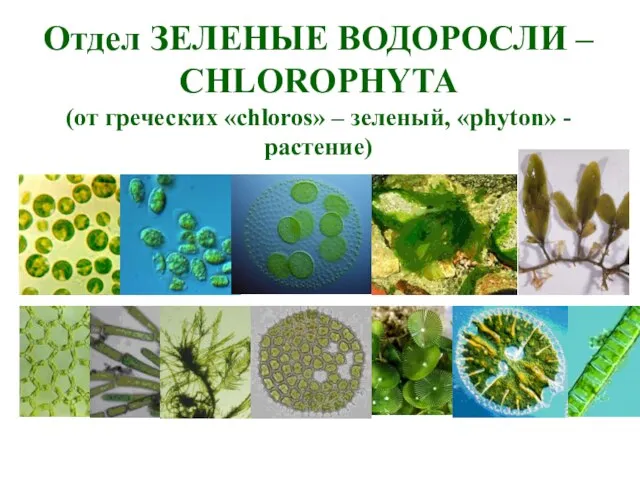 Отдел ЗЕЛЕНЫЕ ВОДОРОСЛИ – CHLOROPHYTA (от греческих «chloros» – зеленый, «phyton» - растение)
