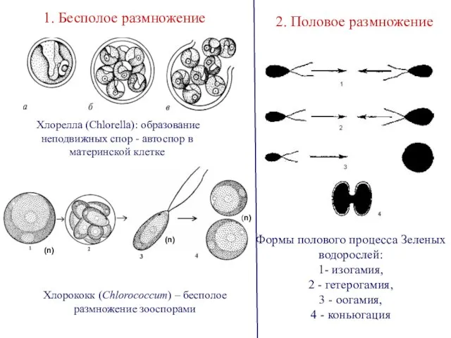 Формы полового процесса Зеленых водорослей: 1- изогамия, 2 - гетерогамия, 3