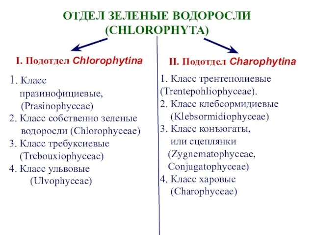 ОТДЕЛ ЗЕЛЕНЫЕ ВОДОРОСЛИ (CHLOROPHYTA) I. Подотдел Chlorophytina II. Подотдел Charophytina 1.