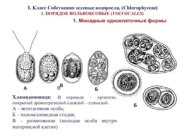 I. Класс Собственно зеленые водоросли, (Chlorophyceae) 1. ПОРЯДОК ВОЛЬВОКСОВЫЕ (VOLVOCALES) 1.