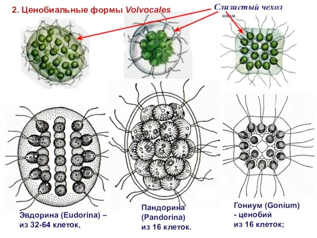 Гониум (Gonium) - ценобий из 16 клеток; Эвдорина (Eudorina) – из