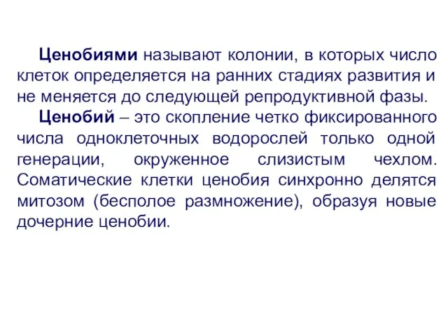 Ценобиями называют колонии, в которых число клеток определяется на ранних стадиях