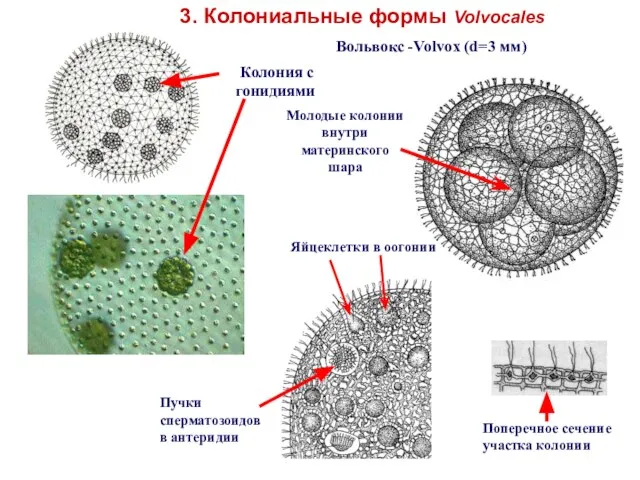 3. Колониальные формы Volvocales Вольвокс -Volvox (d=3 мм) Молодые колонии внутри