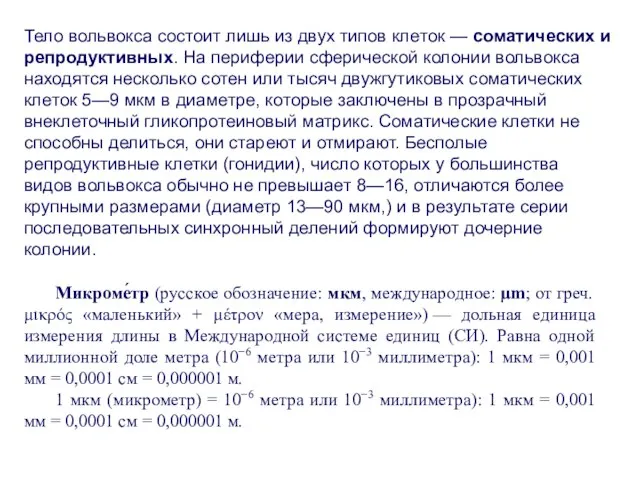 Тело вольвокса состоит лишь из двух типов клеток — соматических и