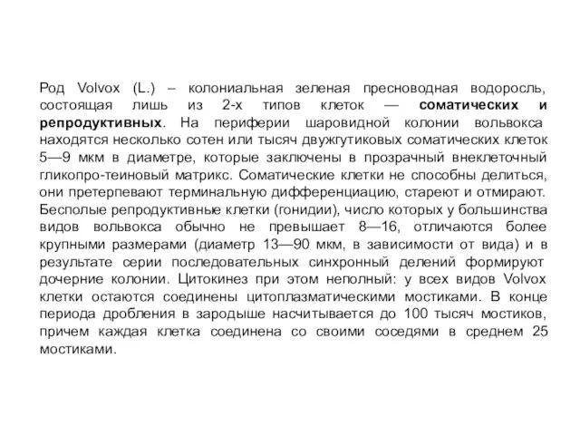 Род Volvox (L.) – колониальная зеленая пресноводная водоросль, состоящая лишь из