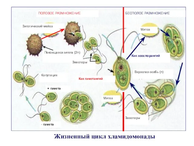 Жизненный цикл хламидомонады