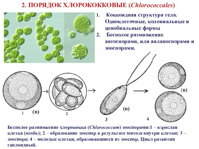 Коккоидная структура тела. Одноклеточные, колониальные и ценобиальные формы Бесполое размножение автоспорами,