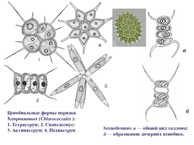 Ценобиальные формы порядка Хлорокковых (Chlorococcales ): 1. Тетраструм; 2. Сценедесмус; 3.