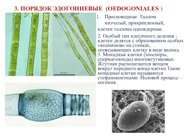 Пресноводные. Таллом нитчатый, прикрепленный, клетки таллома одноядерные. 3. ПОРЯДОК ЭДОГОНИЕВЫЕ (OEDOGONIALES