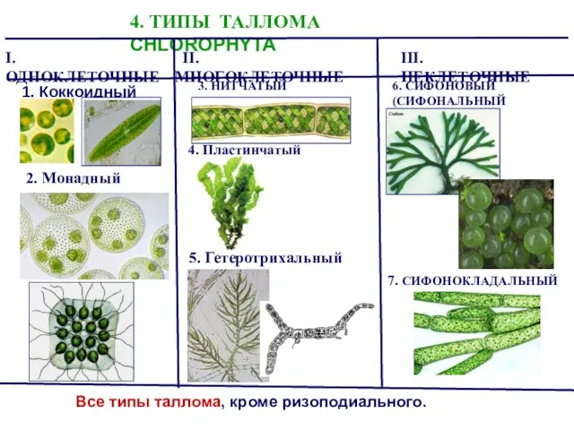 4. ТИПЫ ТАЛЛОМА CHLOROPHYTA I. ОДНОКЛЕТОЧНЫЕ II. МНОГОКЛЕТОЧНЫЕ III. НЕКЛЕТОЧНЫЕ 1.