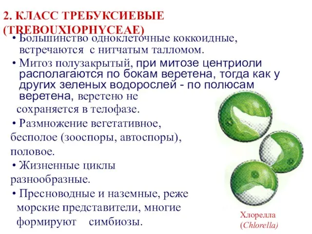 2. КЛАСС ТРЕБУКСИЕВЫЕ (TREBOUXIOPHYCEAE) Большинство одноклеточные коккоидные, встречаются с нитчатым талломом.